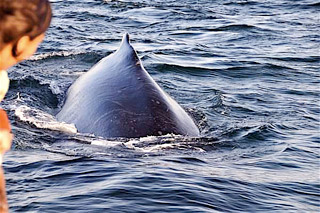 Finback whale beside the Jolly Breeze