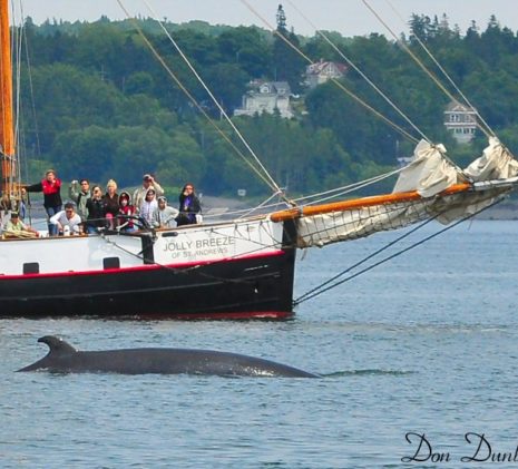 A Whale Bow Seen and Photographed by Don Dunbar on the Jolly Breeze Whale Watching Adventures, New Brunswick