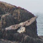 A Soaring Bird of Prey Weaving Around Some Seaweed Covered Rocks with the Ocean in the Background, New Brunswick