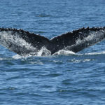 The White Imprint on the Bottom of a Humpback Whale Tail, Saint Andrews, New Brunswick