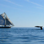 A Distant Silhouette of the Jolly Breeze Sailing Vessel with a Whale Tail Fluking beside it, New Brunswick