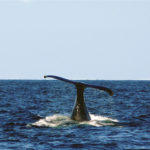 A Very Tall Whale Tail Positioned Hight Out of the Water in the Bay of Fundy, Saint Andrews, New Brunswick
