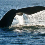 The Beautiful Fluke of a Whale Splashing Up and out of the Bay of Fundy, Saint Andrews Whale Watching, New Brunswick