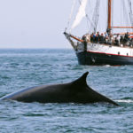 The Distinctive Hump Dorsal of a Humpback Whale Spotted Whale Watching on the Jolly Breeze, New Brunswick