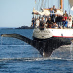 The Large Wet Fluke of a Humpback Whale Rising Out of the Bay of Fundy While Whale Watching Passengers of the Jolly Breeze Watch, New Brunswick