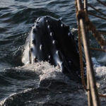 The Bumpy Rostrum of a Humpback Whale at the Bow of the Jolly Breeze Sailboat, New Brunswick