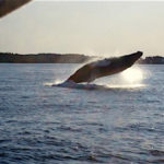 The Sun Sinking Low Over a Breaching Humpback Whale on the Bay of Fundy, Saint Andrews, New Brunswick