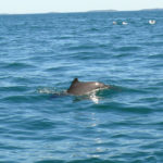 A Small Porpoise in the Blue Water of the Bay of Fundy, Saint Andrews, New Brunswick
