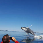 A Humpback Whale Breach and a Whale Watching Passenger Snapping a Photo on his Cell Phone, New Brunswick
