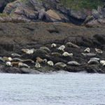 A Large Heard of Seals Hauled out on the Weed Covered Rocks Along the Shores of the Bay of Fundy in Saint Andrews, New Brunswick