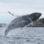 The Side Breach of a Humpback Whale Leaping Out of the Bay of Fundy, Saint Andrews, New Brunswick
