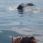 The Fluke of a Humpback Whale Being Captured of a Cell Phone by a Whale Watching Guest, New Brunswick