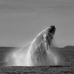 A Black and White Image of a Humpback Whale Spinning and Breaching in the Bay of Fundy, Saint Andrews, New Brunswick