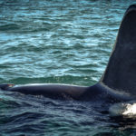 The Tall Dorsal of an Orca Close to the Jolly Breeze Whale Watching Boat, Bay of Fundy, New Brunswick