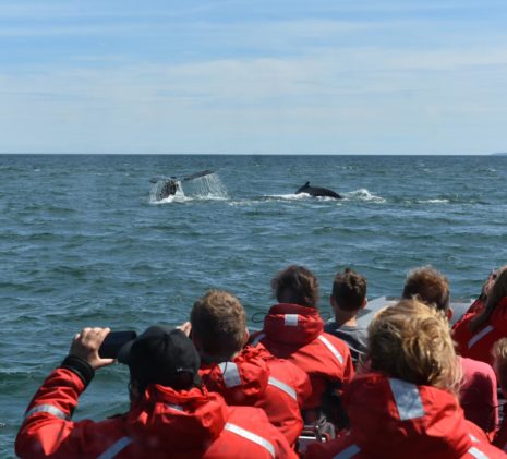 The Zodiac Tour Passengers Watching Two Humpback Whales Surface in the Bay of Fundy, Saint Andrews, New Brunswick