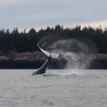 A Humpback Whale Tail Slap on the Bay of Fundy During a 2018 Whale Watching Tour in Saint Andrews, New Brunswick