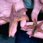 Guests Holding and Interacting with Starfish from the Whale Watching Touch Tank, Saint Andrews, New Brunswick
