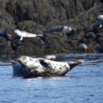 Two Seals Spotted on the Jolly Breeze Whale Watching Tours in Saint Andrews, New Brunswick