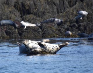 Two Seals Spotted on the Jolly Breeze Whale Watching Tours in Saint Andrews, New Brunswick