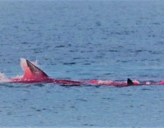 The Triangular Dorsal and Caudal Fin of a Shark in the Bay of Fundy, Spotted on a Whale Watching Tour, New Brunswick