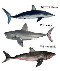 porbeagle shark vs mako