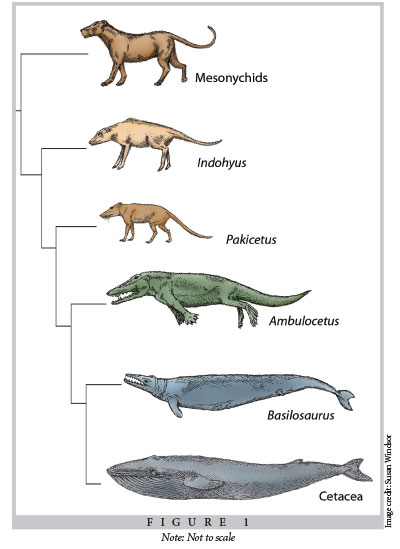 animal evolution timeline